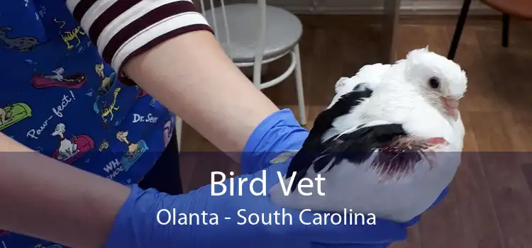 Bird Vet Olanta - South Carolina