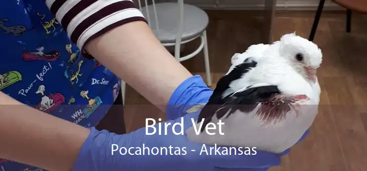 Bird Vet Pocahontas - Arkansas