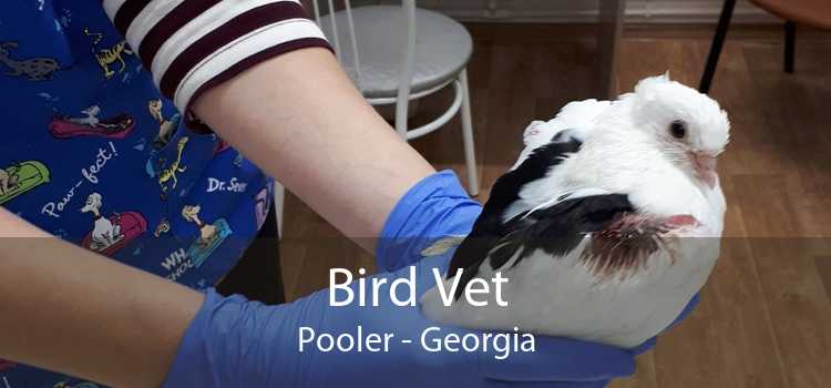Bird Vet Pooler - Georgia