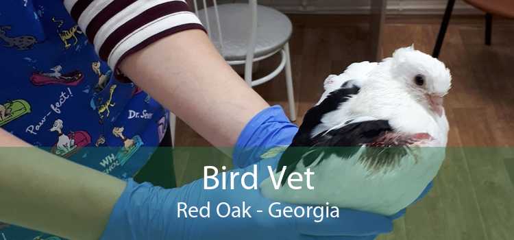 Bird Vet Red Oak - Georgia