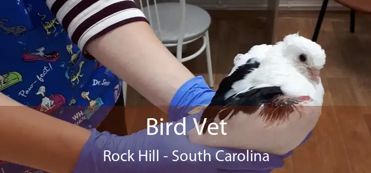 Bird Vet Rock Hill - South Carolina