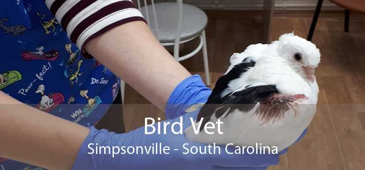 Bird Vet Simpsonville - South Carolina