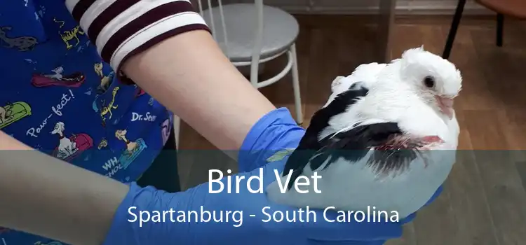 Bird Vet Spartanburg - South Carolina