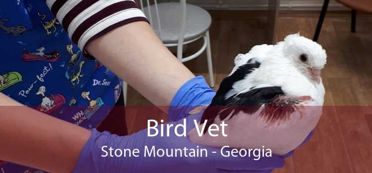 Bird Vet Stone Mountain - Georgia