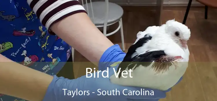 Bird Vet Taylors - South Carolina