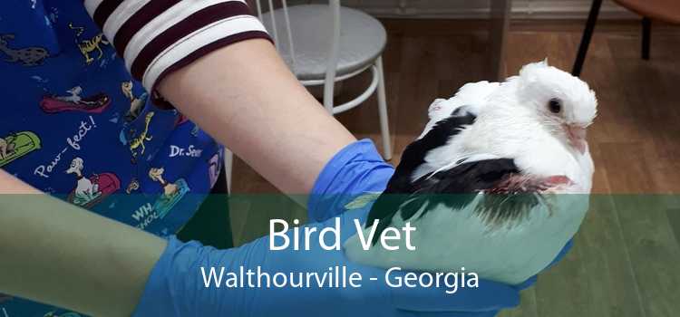 Bird Vet Walthourville - Georgia