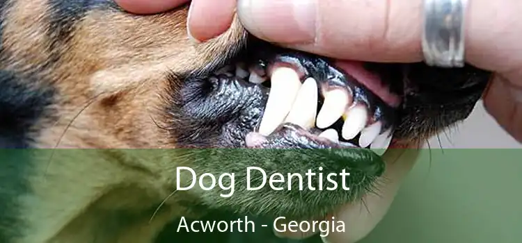 Dog Dentist Acworth - Georgia