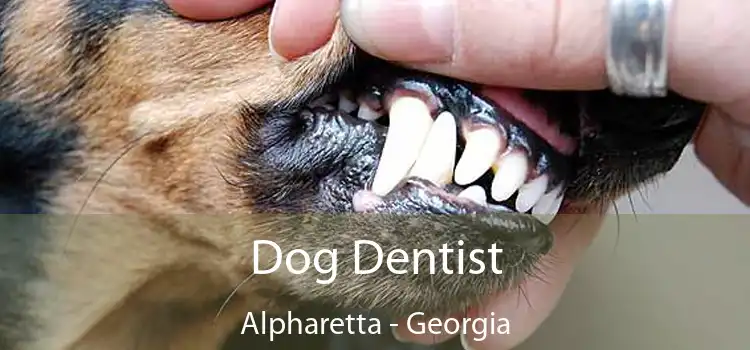 Dog Dentist Alpharetta - Georgia