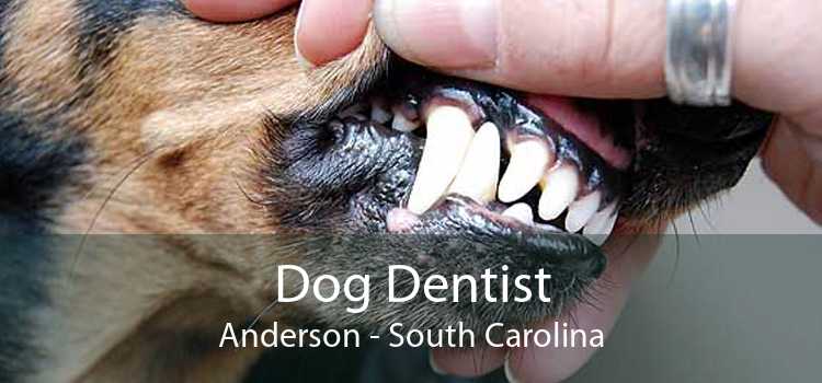 Dog Dentist Anderson - South Carolina