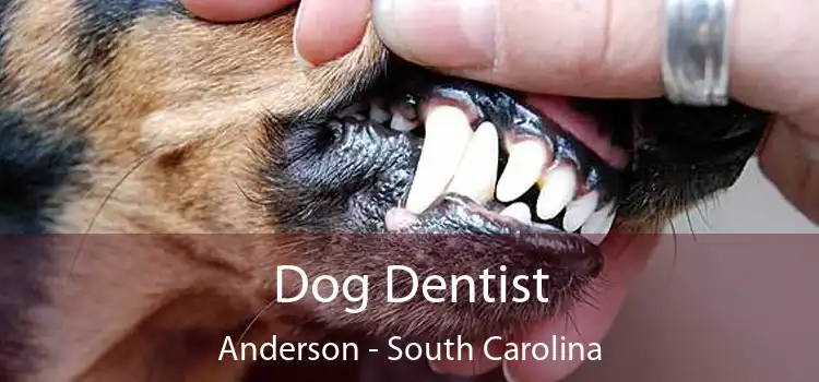 Dog Dentist Anderson - South Carolina