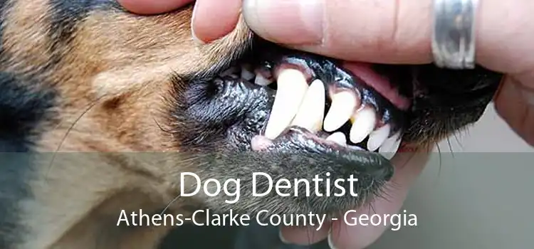 Dog Dentist Athens-Clarke County - Georgia