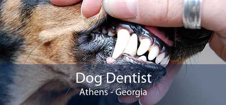 Dog Dentist Athens - Georgia