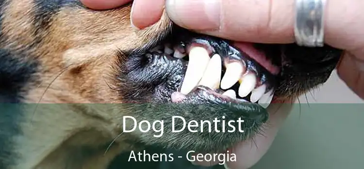 Dog Dentist Athens - Georgia