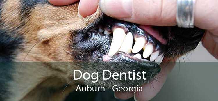 Dog Dentist Auburn - Georgia