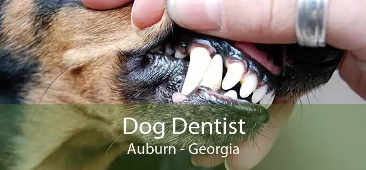 Dog Dentist Auburn - Georgia