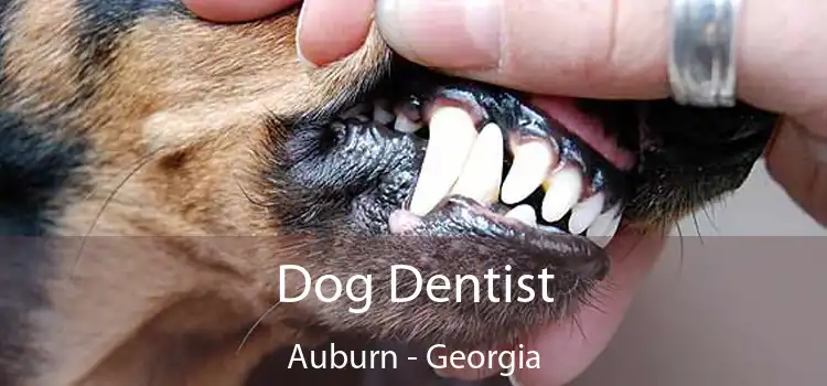 Dog Dentist Auburn - Georgia