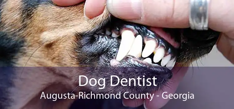 Dog Dentist Augusta-Richmond County - Georgia