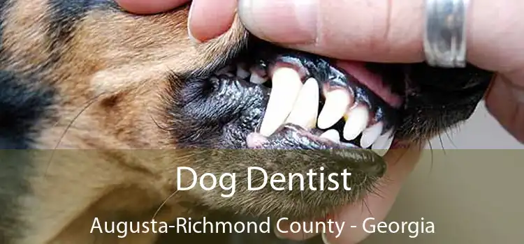 Dog Dentist Augusta-Richmond County - Georgia