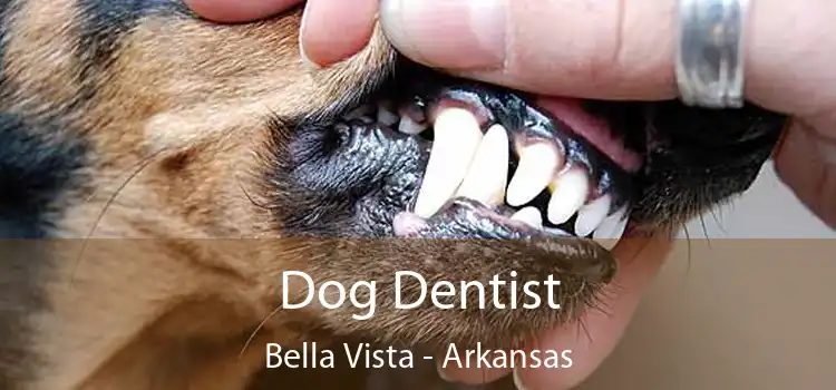 Dog Dentist Bella Vista - Arkansas