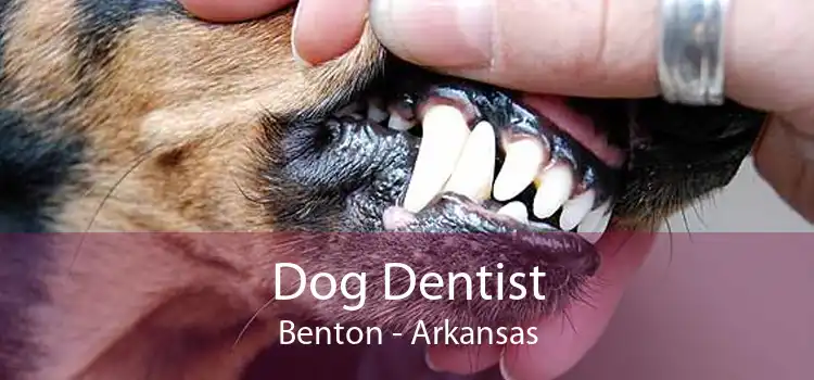 Dog Dentist Benton - Arkansas