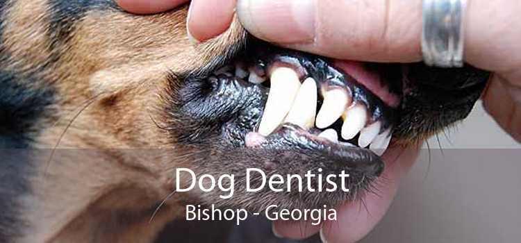 Dog Dentist Bishop - Georgia