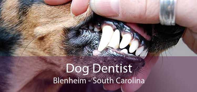 Dog Dentist Blenheim - South Carolina