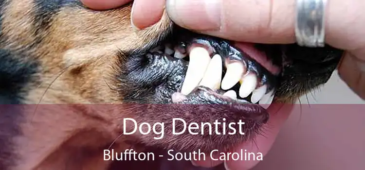 Dog Dentist Bluffton - South Carolina