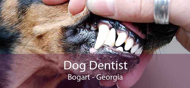 Dog Dentist Bogart - Georgia