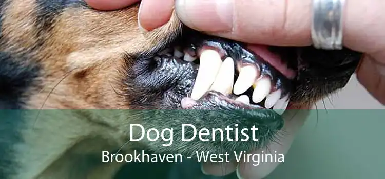 Dog Dentist Brookhaven - West Virginia
