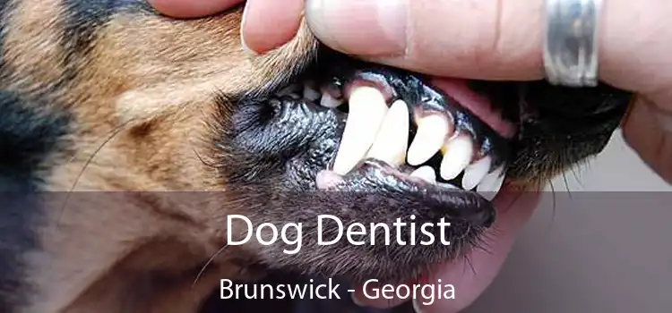 Dog Dentist Brunswick - Georgia