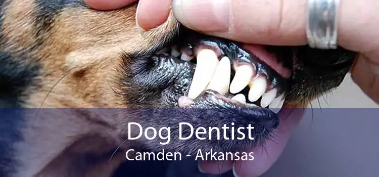 Dog Dentist Camden - Arkansas