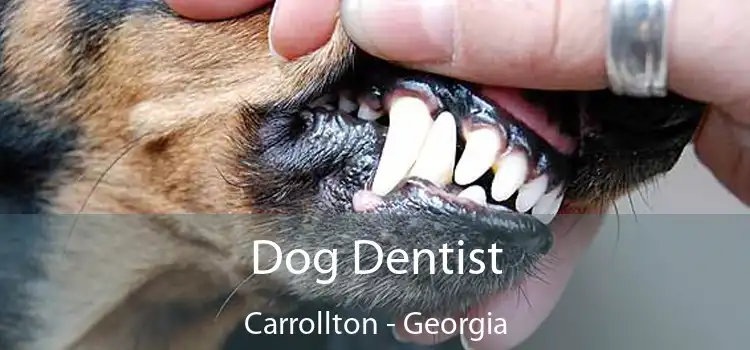 Dog Dentist Carrollton - Georgia