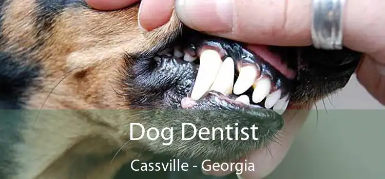 Dog Dentist Cassville - Georgia