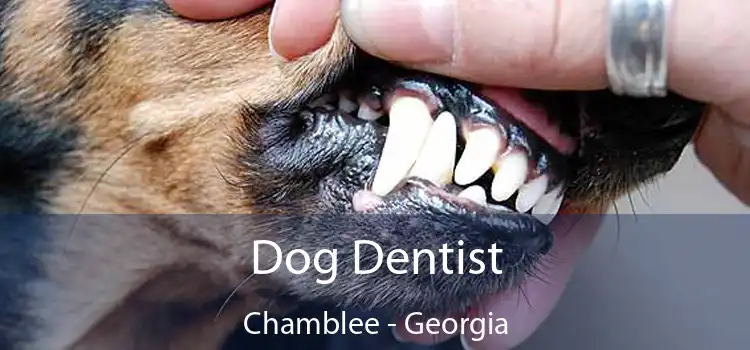 Dog Dentist Chamblee - Georgia