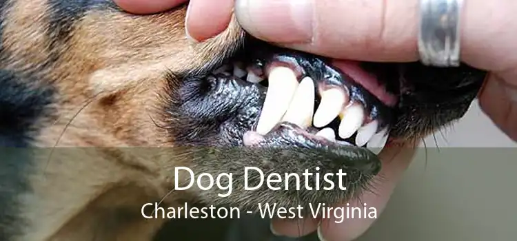 Dog Dentist Charleston - West Virginia