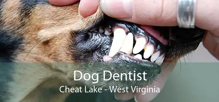 Dog Dentist Cheat Lake - West Virginia