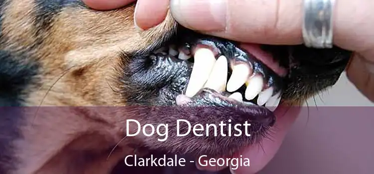 Dog Dentist Clarkdale - Georgia