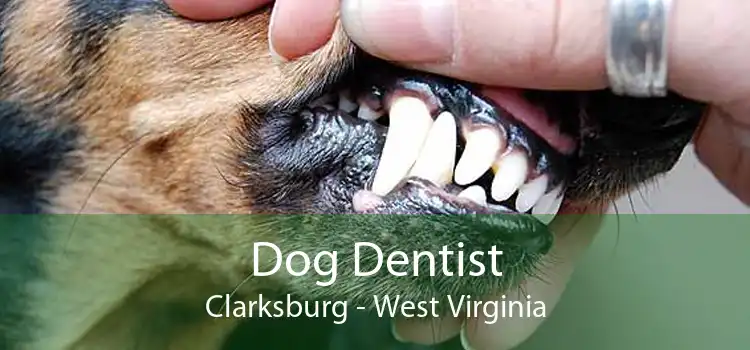 Dog Dentist Clarksburg - West Virginia