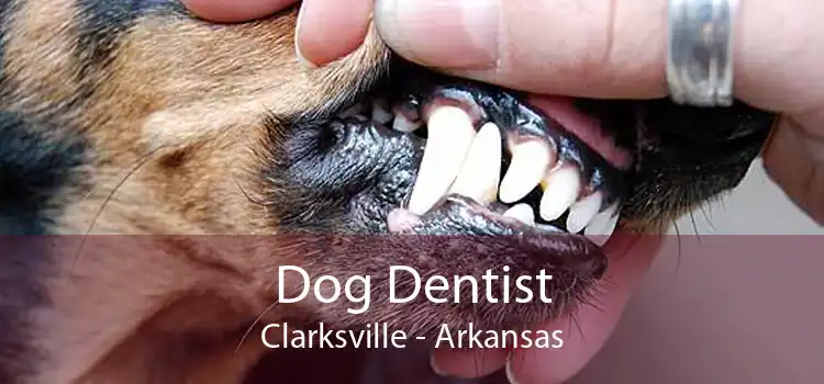 Dog Dentist Clarksville - Arkansas
