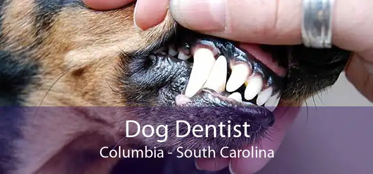 Dog Dentist Columbia - South Carolina