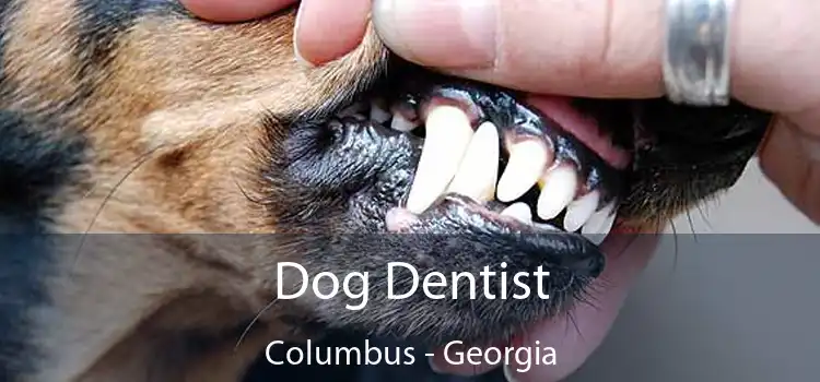 Dog Dentist Columbus - Georgia