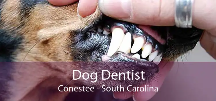 Dog Dentist Conestee - South Carolina