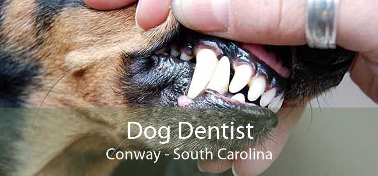 Dog Dentist Conway - South Carolina