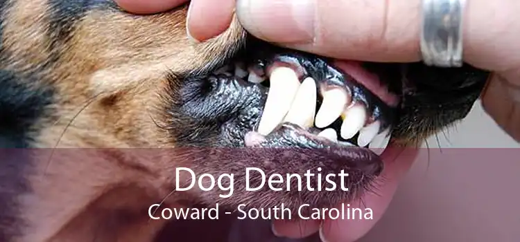 Dog Dentist Coward - South Carolina