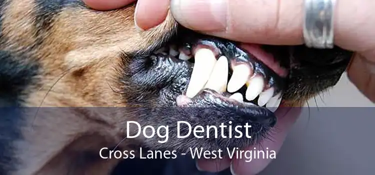 Dog Dentist Cross Lanes - West Virginia