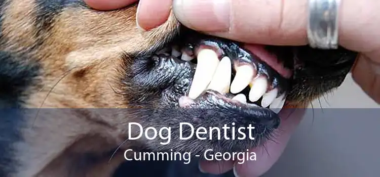 Dog Dentist Cumming - Georgia