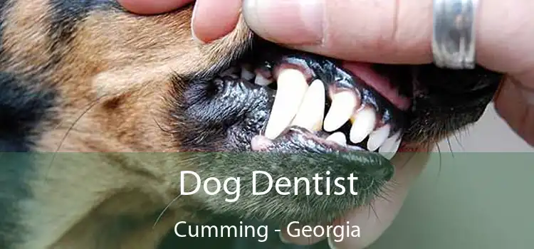 Dog Dentist Cumming - Georgia