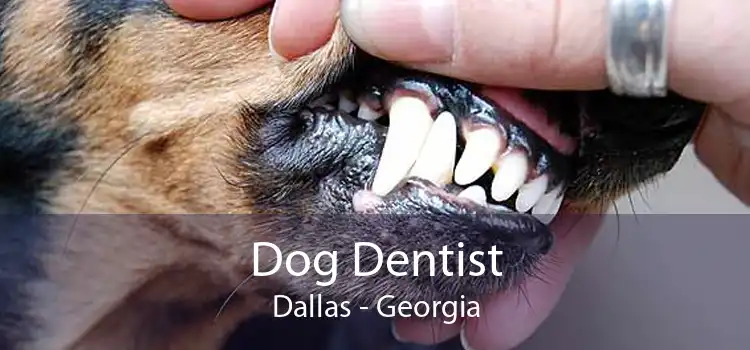 Dog Dentist Dallas - Georgia