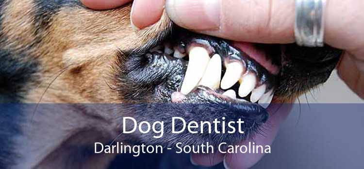 Dog Dentist Darlington - South Carolina