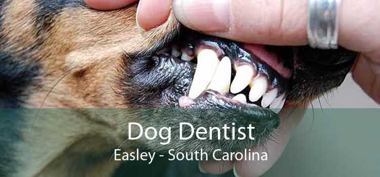 Dog Dentist Easley - South Carolina